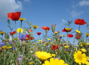 free-wildflower-seeds-burt-bees