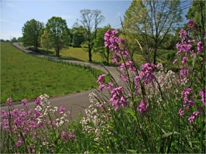 Pink flowers along curvy road