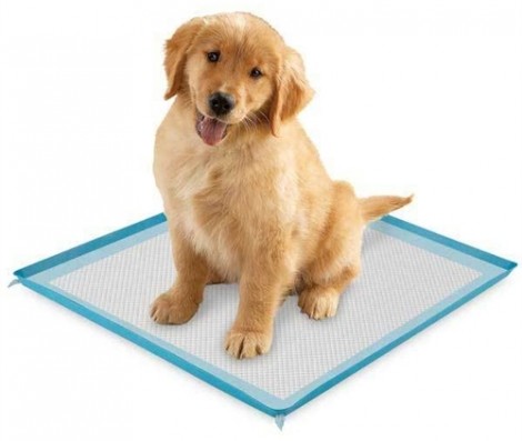 puppy-pad